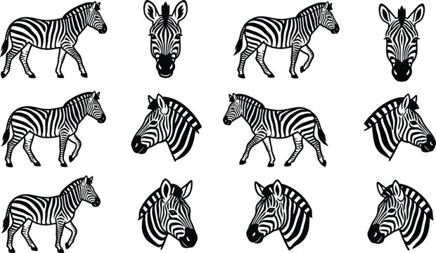 Zebra wild animal vector illustration collection, black and white safari character set