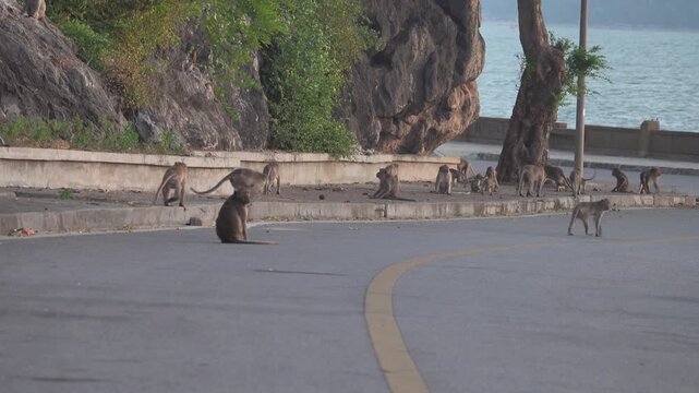 long-tailed macaque (Macaca fascicularis) on the Andaman Sea embankment at sunset and beautiful high mountains, Thailand