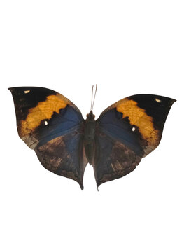 Exotic tropical leafwing butterfly with orange and black wings isolated on transparent background