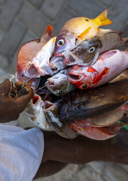 Colorful fresh fishes, Nampula Province, Island of Mozambique, Mozambique