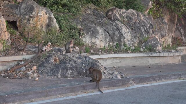 long-tailed macaque (Macaca fascicularis) on the Andaman Sea embankment at sunset and beautiful high mountains, Thailand