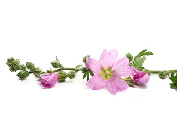 Common mallow flower, Malva sylvestris isolated on white, side view © dule964