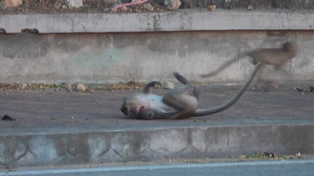 long-tailed macaque (Macaca fascicularis) on the Andaman Sea embankment at sunset and beautiful high mountains, Thailand