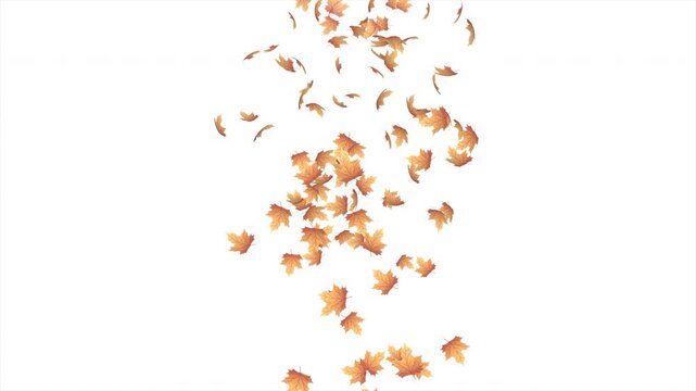 Falling autumn leaves animation. Autumn leaves fall animation. Autumn maple leaves falling on background. Autumn leaves. Motion nature scene