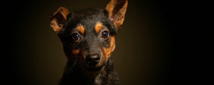 Portrait of Cute Dog on Black Background