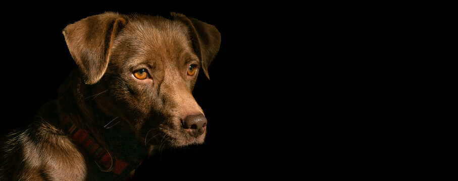 Portrait of Cute Dog on Black Background