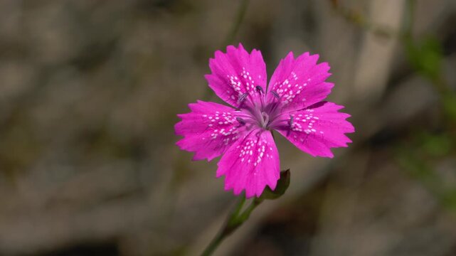 Maiden Pink in natural ambient (Dianthus deltoides) - (4K)