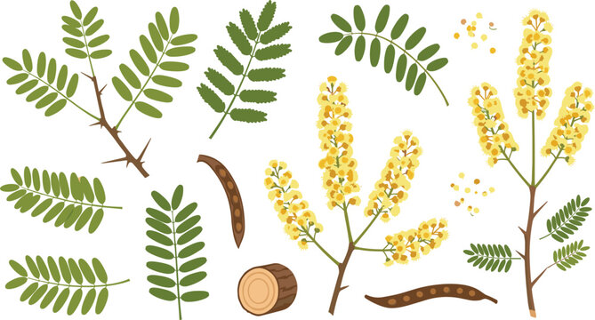 Acacia tree botanical vector set featuring green pinnate leaves thorny branches yellow blossom flowers seed pods and wood trunk cross section element