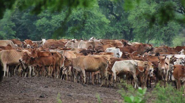 Indian Cow Herd Gathering in Countryside Agricultural Environment