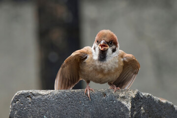 A small sparrow with an angry and defiant expression on the concrete