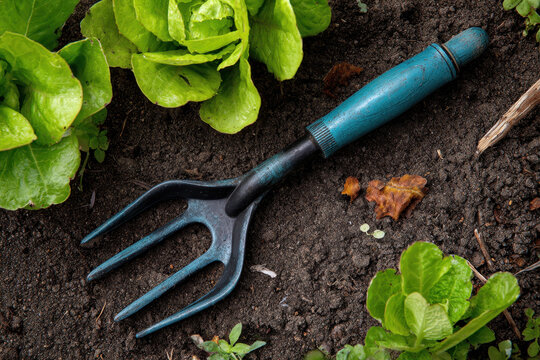 Garden tool. Gardening tools. Blue rake in the soil. Copy space for text and product display. Backyard landscaping. Small trowel to cultivate rich ground in a vegetable bed, preparing for planting
