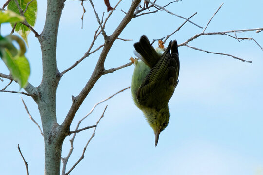 A little spiderhunter bird (arachnothera longirostra) is perched upside down on a dry branch