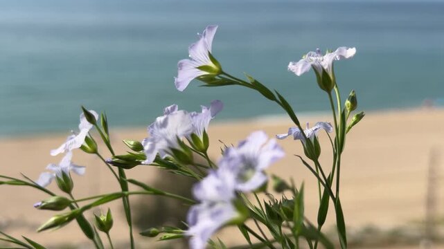 Flores silvestres frente al mar Mediterr&aacute;neo en una escena costera primaveral &mdash; v&iacute;deo 4K Blackmagic Camera iPhone 17 Pro