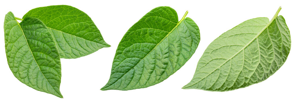 Collection of individual green young potato leaves isolated on a white background.