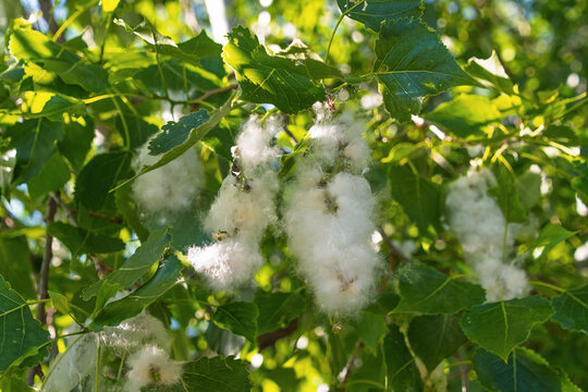 Poplar tree seed fluff attached to leaves in sunlit foliage. Black poplar, Populus nigra