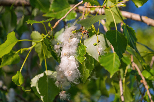 Poplar seed fluff clinging to branches in green foliage. Black poplar, Populus nigra