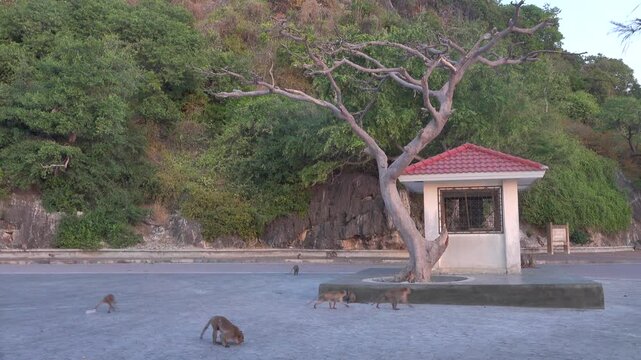 long-tailed macaque (Macaca fascicularis) on the Andaman Sea embankment at sunset and beautiful high mountains, Thailand