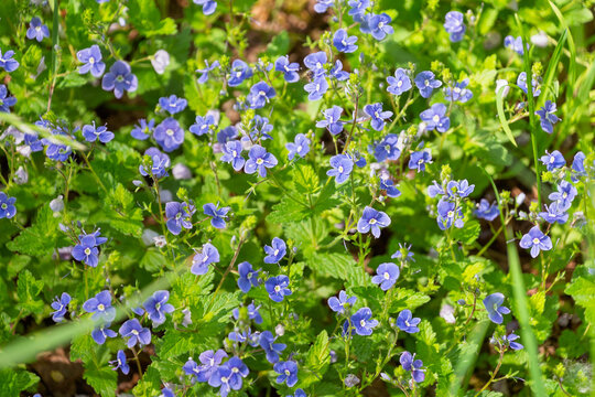 Wild blue flowers blooming densely on green ground cover. Veronica chamaedrys, the germander speedwell