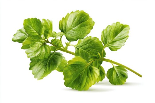 Plectranthus 'Nico': A vibrant green sprig of Plectranthus 'Nico' with its characteristic wavy-edged leaves, isolated on a clean white background, showcasing its fresh botanical beauty.