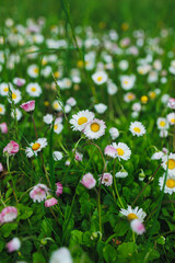 Fototapeta premium Wildflowers bloom in a grassy field during spring, creating a colorful scene filled with daisies and other small flowers in the daylight