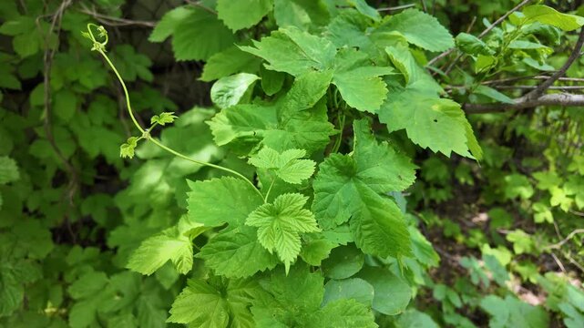 Close-up of lush green vine leaves growing wild in a summer forest. Beautiful natural foliage texture with bright sunlight and deep shadows. Fresh climbing plant branches outdoors.