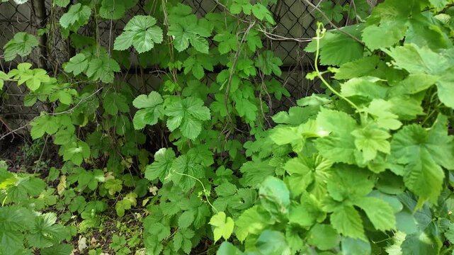 Close-up of lush green vine leaves growing wild in a summer forest. Beautiful natural foliage texture with bright sunlight and deep shadows. Fresh climbing plant branches outdoors.
