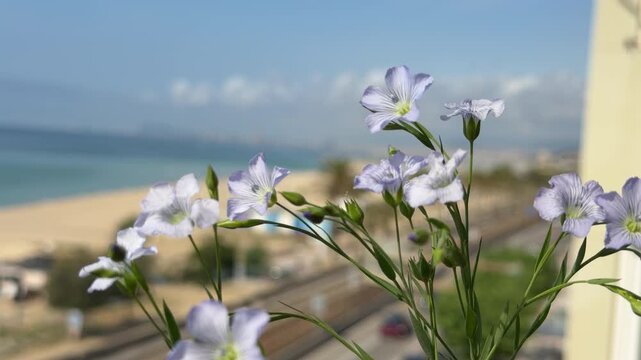 Flores silvestres frente al mar Mediterr&aacute;neo en una escena costera primaveral &mdash; v&iacute;deo 4K Blackmagic Camera iPhone 17 Pro
