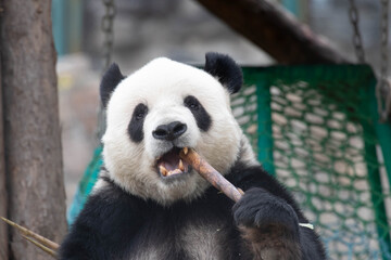 Obraz premium Close up cute panda , Meng Er, eating Bamboo, Beijing, China