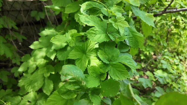 Close-up of lush green vine leaves growing wild in a summer forest. Beautiful natural foliage texture with bright sunlight and deep shadows. Fresh climbing plant branches outdoors.