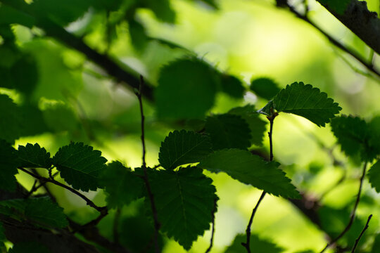 Leafes and flowers with natural blur background, green enviroment, sunlight natural, summer, summertime, foliage and plants