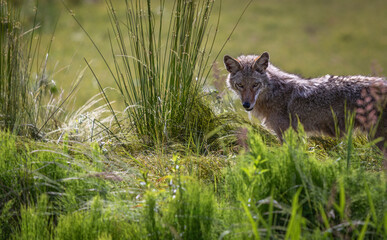 Naklejka premium Wild Coyote hunting in grassland habitat in North America on a sunny day
