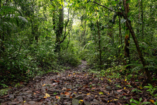 Ancient stone path of Camino de Cruces running through a dense, lush tropical rainforest, highlighting historical exploration and the beauty of natural wilderness in Panama - stock photo