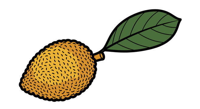 Illustrated loquat fruit with green leaf isolated on white background