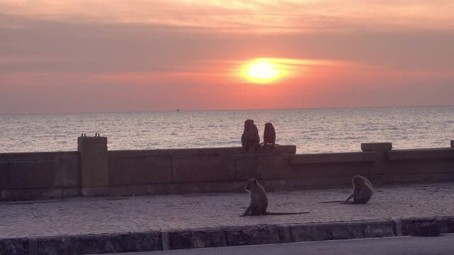 long-tailed macaque (Macaca fascicularis) on the Andaman Sea embankment at sunset and beautiful high mountains, Thailand