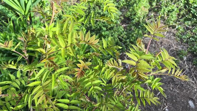 Branches of false spiraea with young leaves in sunny morning