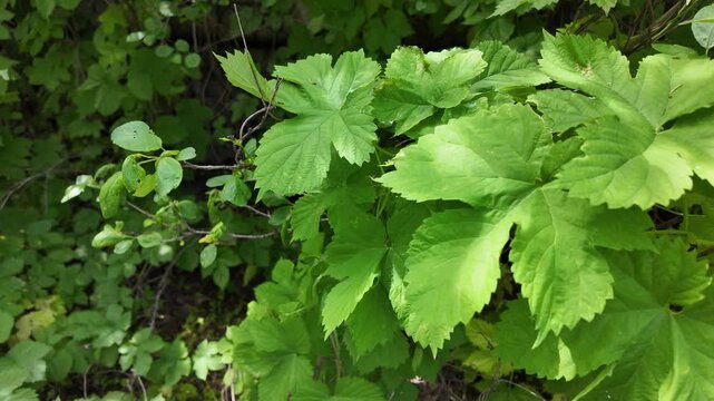 Close-up of lush green vine leaves growing wild in a summer forest. Beautiful natural foliage texture with bright sunlight and deep shadows. Fresh climbing plant branches outdoors.