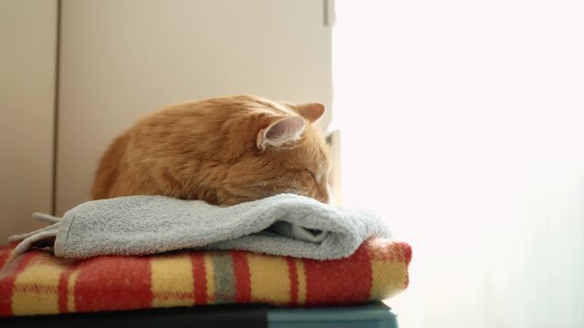Adorable long haired ginger cat lying on a stack of soft blankets, stretching its paws and slowly falling asleep in a warm and cozy spot bathed in soft natural light from a window