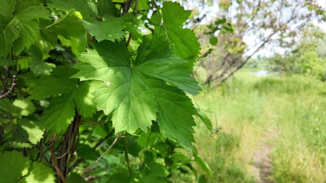 Close-up of lush green vine leaves growing wild in a summer forest. Beautiful natural foliage texture with bright sunlight and deep shadows. Fresh climbing plant branches outdoors.