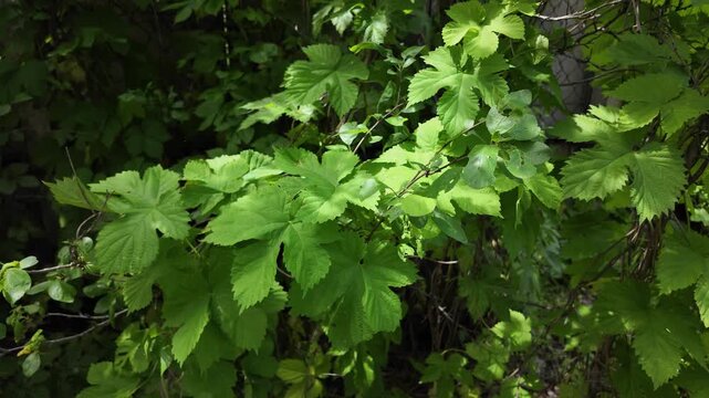Close-up of lush green vine leaves growing wild in a summer forest. Beautiful natural foliage texture with bright sunlight and deep shadows. Fresh climbing plant branches outdoors.