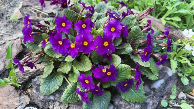 Bush of blooming Рrimula violet on flower bed close-up