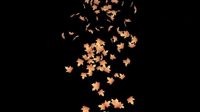Falling autumn leaves animation. Autumn leaves fall animation. Autumn maple leaves falling on background. Autumn leaves. Motion nature scene. Transparent background with alpha channel