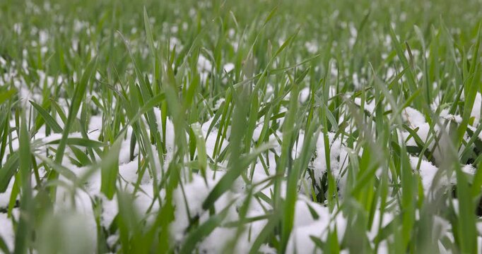 green wheat field with frost-resistant wheat in the spring season after winter and frosts, a large amount of wheat that has overwintered the cold winter, green grass