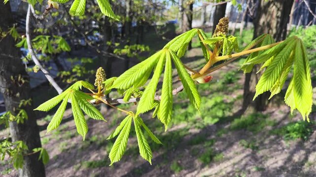 Branch of horse-chestnut on blurred background during beginning blooming