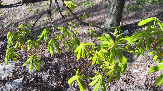 Branch of horse-chestnut on blurred background during beginning blooming