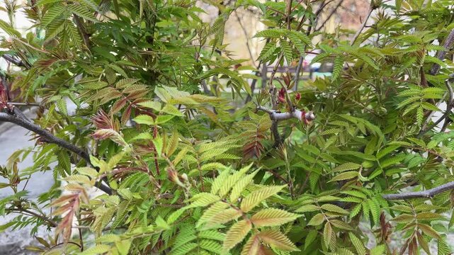 Branches of false spiraea with young leaves in overcast morning