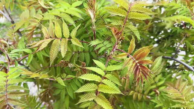 Branches of false spiraea with young leaves in overcast morning