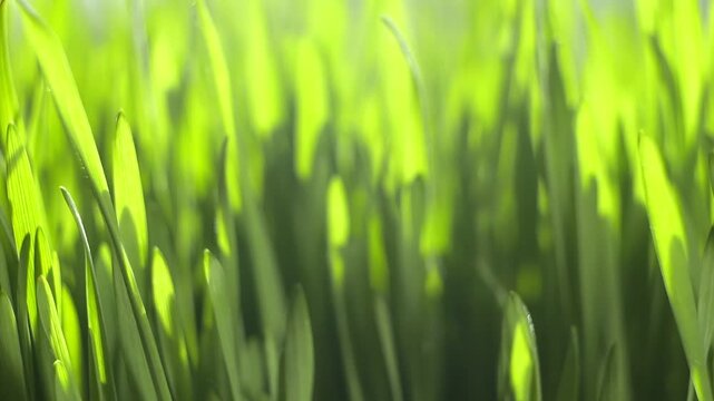 Close-up of vibrant green grass blades in sunlight. Soft focus highlights lush, fresh growth. Natural background with gentle lighting and depth. No animals or specific plants identified