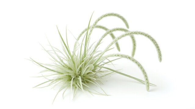 Moore Grass Blooming Isolation