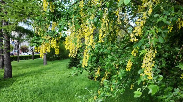 Bottom view of the bright yellow inflorescences of a blooming Laburnum tree swaying in the wind