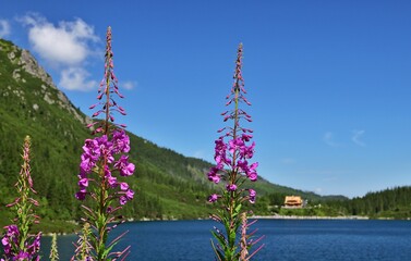 Schmalblättrige Weidenröschen (Epilobium angustifolium) am Morskie Oko, Polen © bwagner